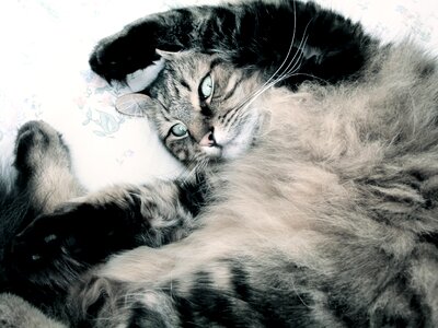 Pet lazy cat sleepy cat