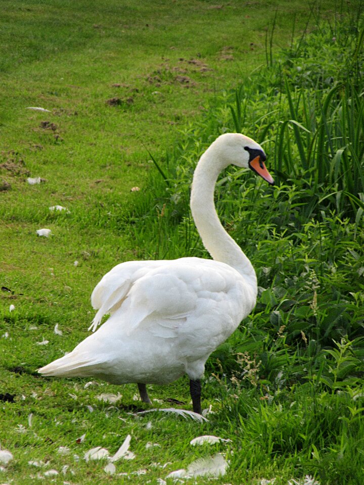 White head waterfowl