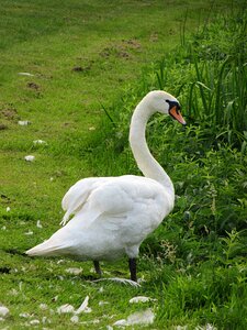 White head waterfowl