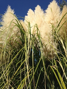 Plant natural botanical