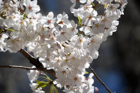 Nature blossom white flower photo