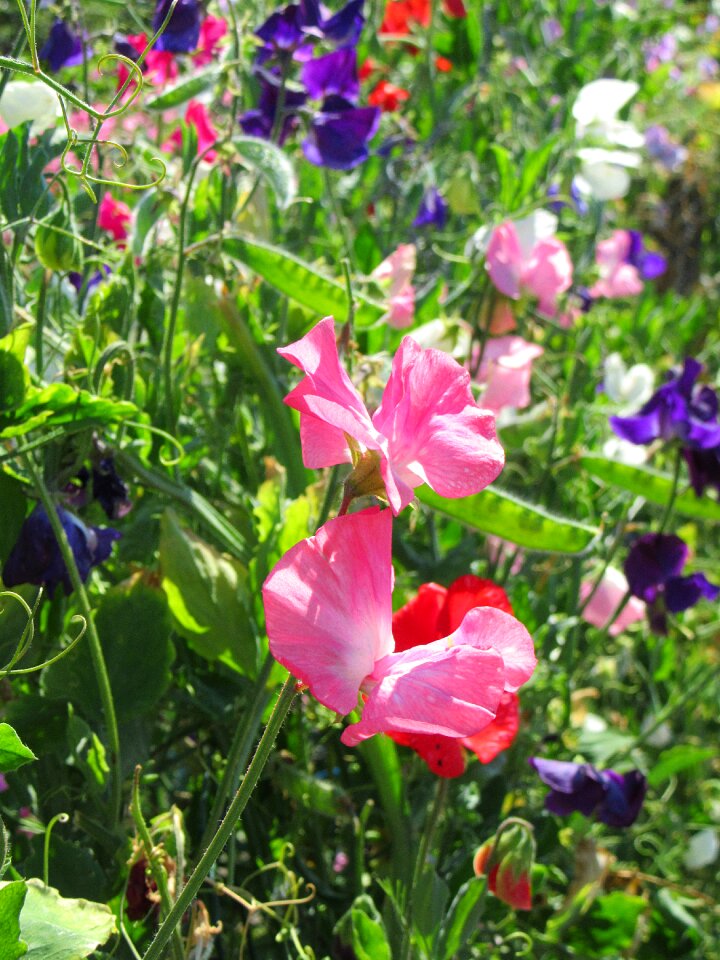 Nature flowers garden