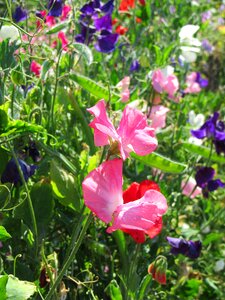 Nature flowers garden