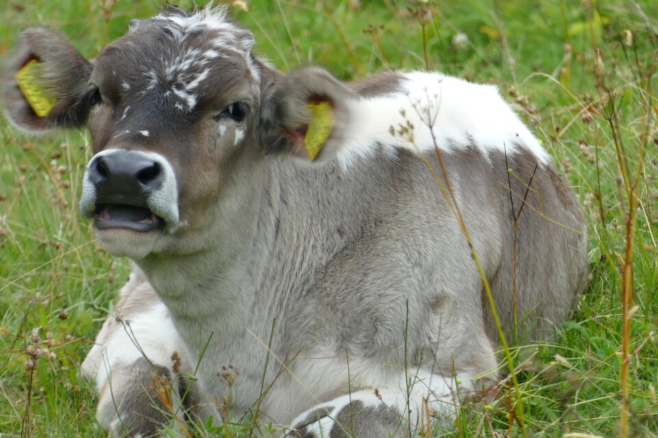 Relaxed meadow beef