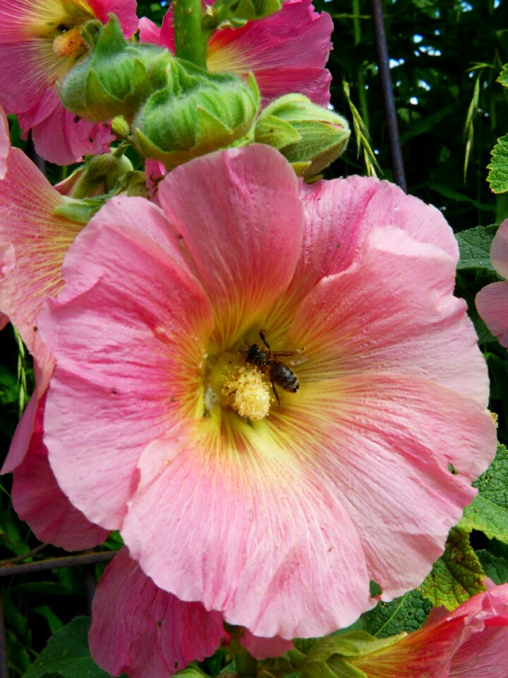 Pink close up flower