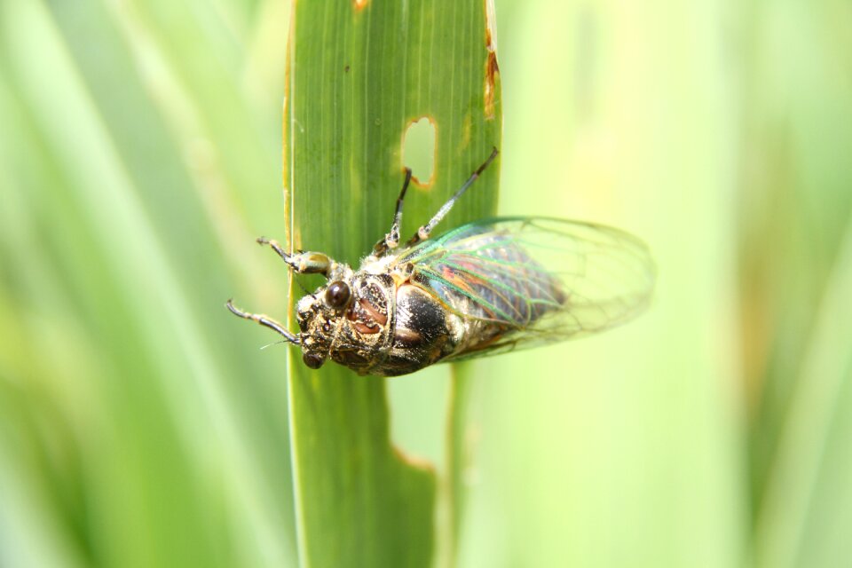 Cicada macro garden