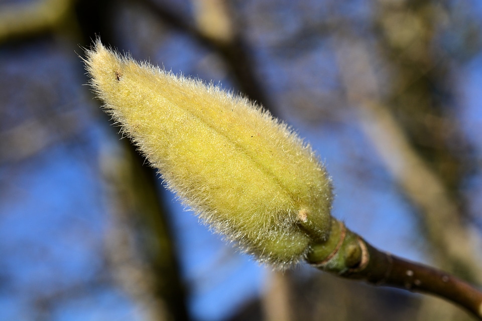 Plant spring liriodendron tulipifera