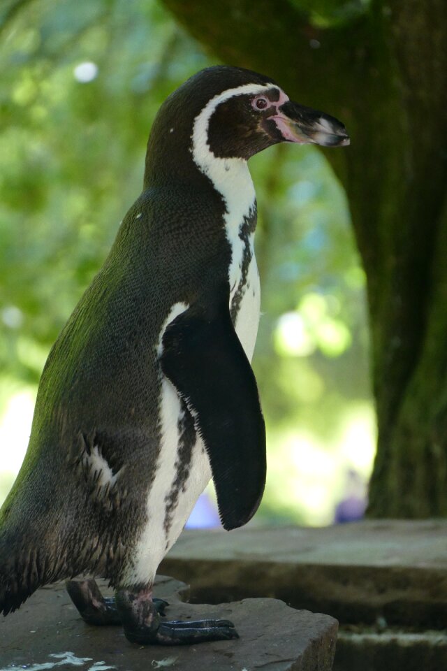 Sharp animal bird park walsrode
