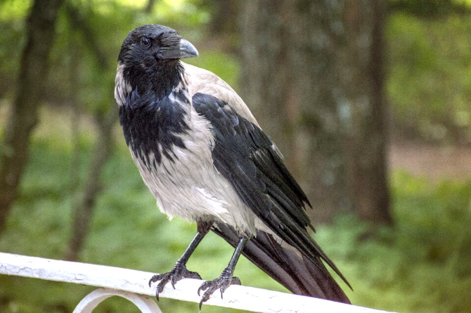 Crow bird summer