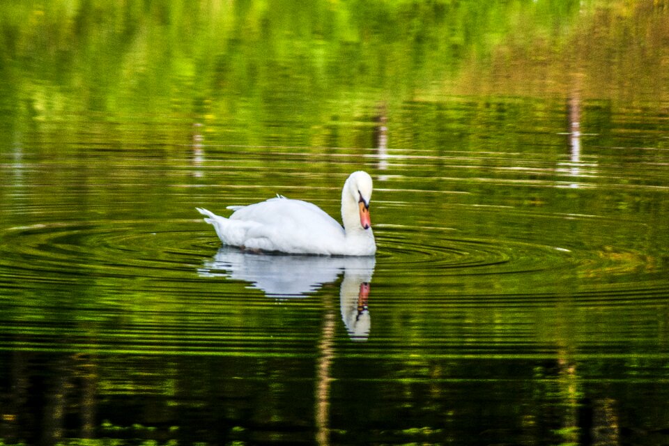 Birds animals italy
