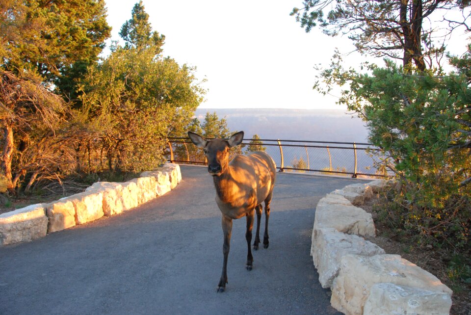 Animals grand canyon wildlife