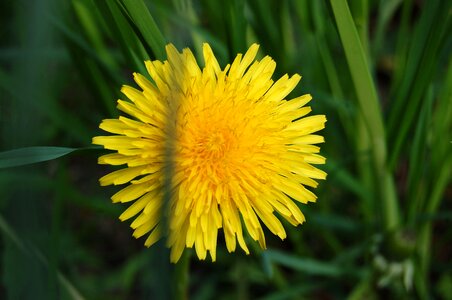 Dandelion spring flowers yellow flowers