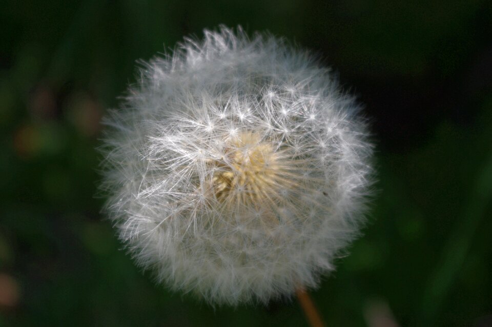 Outdoors summer fluffy