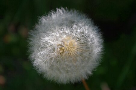 Outdoors summer fluffy photo