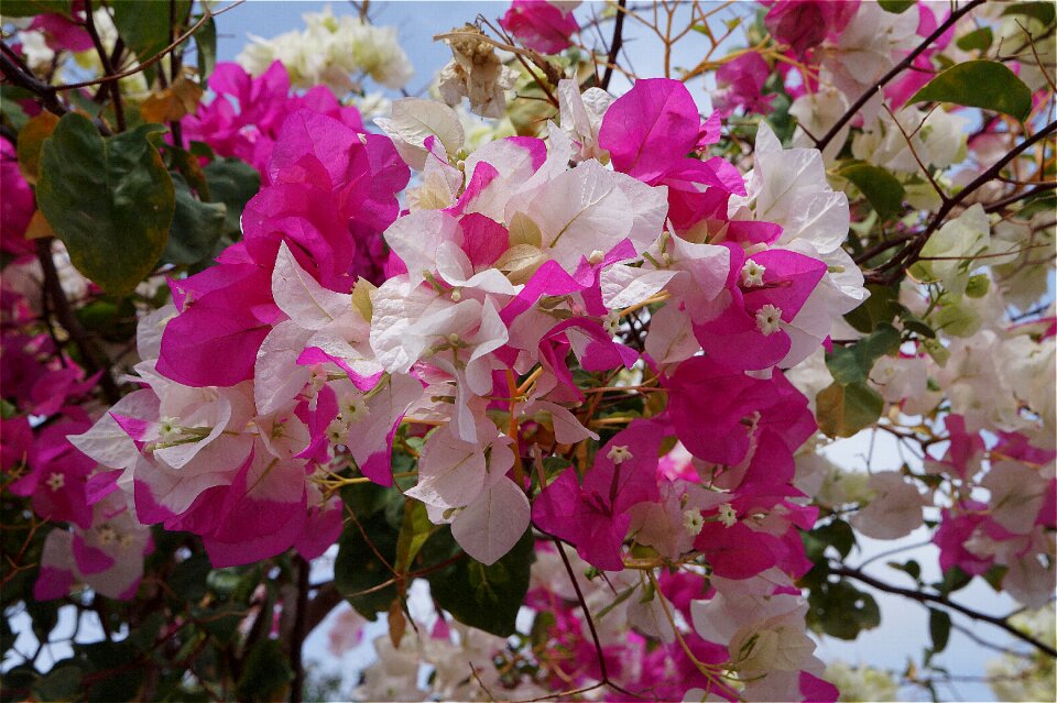 White flower nature petals
