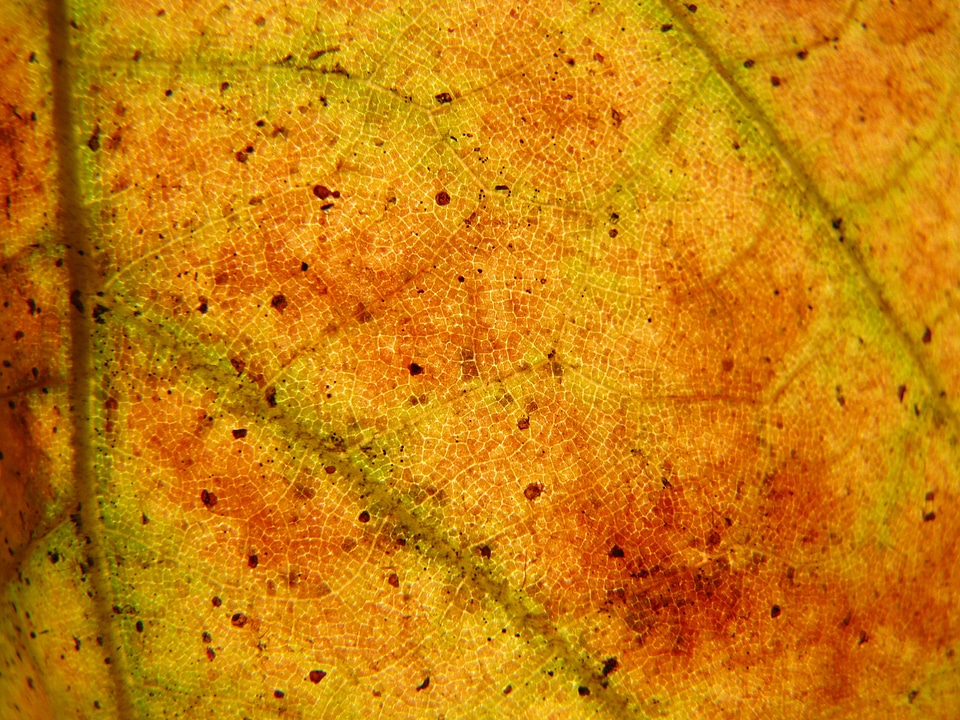 Red nature leaf veins