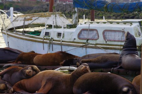 Nature wildlife marine