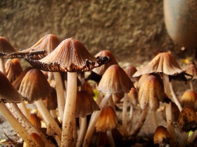 Plant nature soil