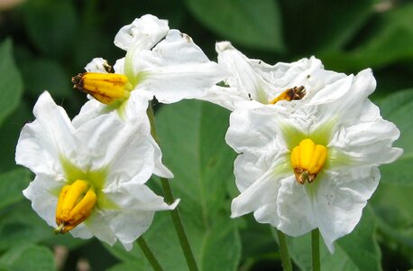 Flowers close-up moneymore