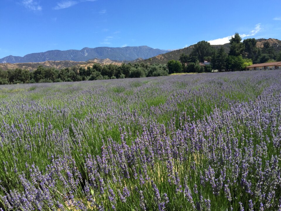 California mountains