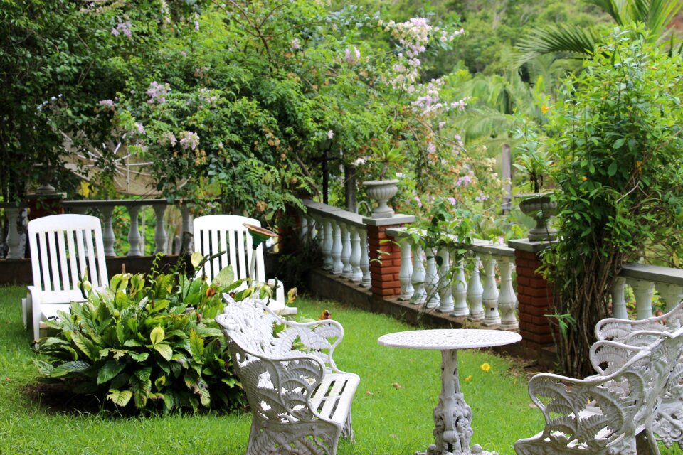 Flowers garden tropical