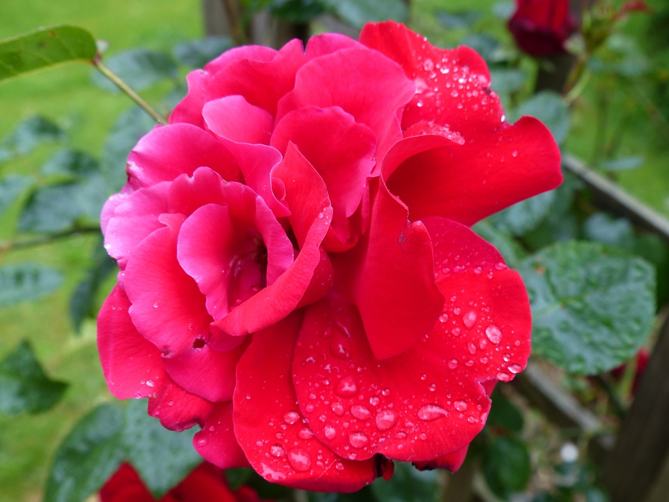 Dew drip romantic