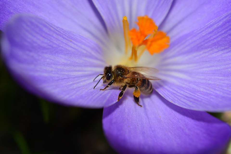 Bloom close up bee photo