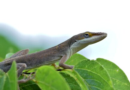 Brown lizard reptile close up photo