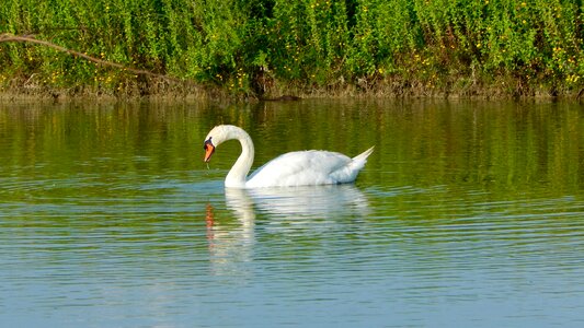 Pond red beak white swan