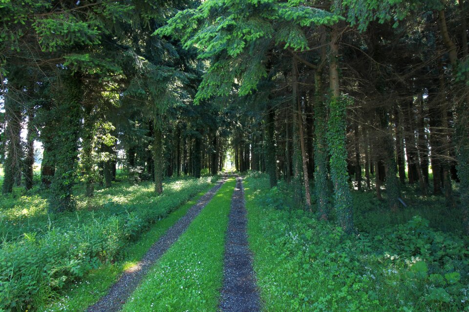 Away grass fir forest photo