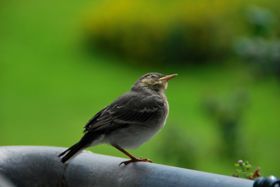 Nature bird motacilla alba