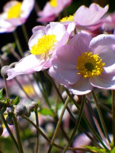 Nature garden autumn photo