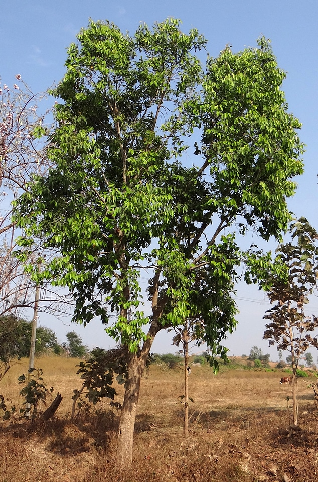 Jamun india organic