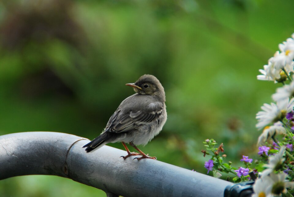 Nature bird motacilla alba