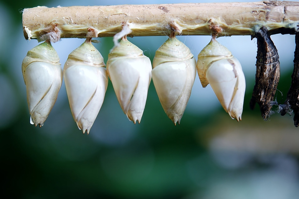Butterflies insect larvae butterfly house