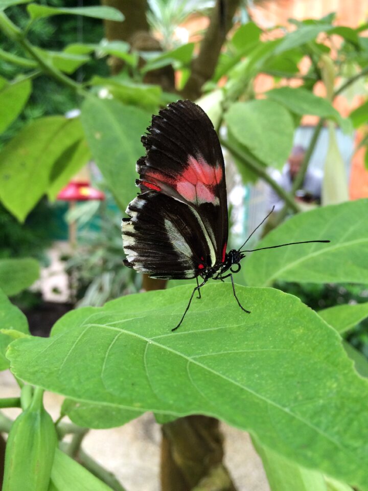 Nature bicolor insects