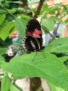 Nature bicolor insects