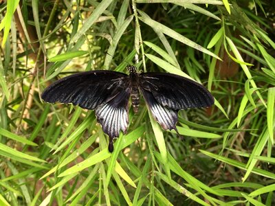 Black insect animal