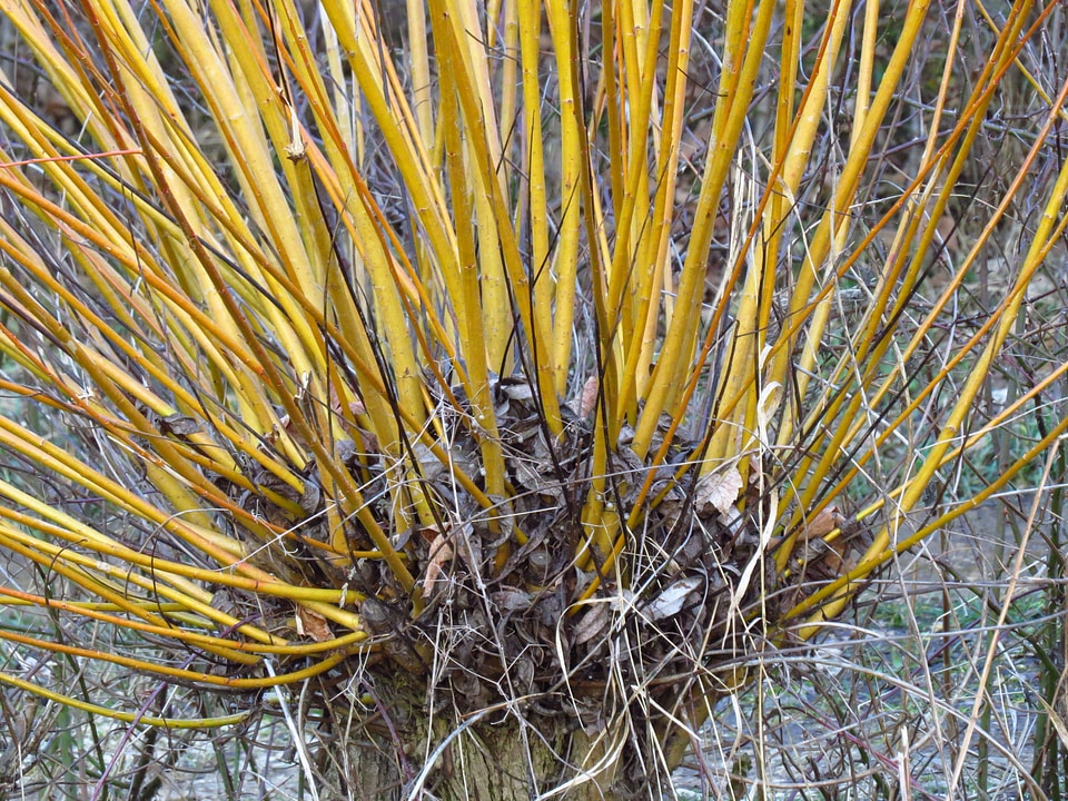 Pollarded willow branches basket willow