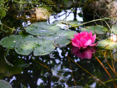 Pond garden pond rose