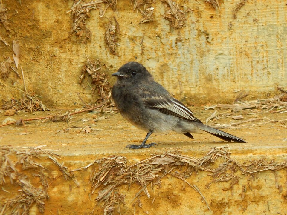 Bird animals sparrow
