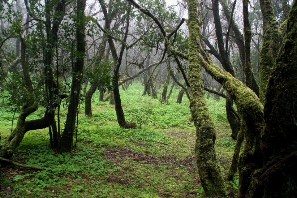 Forest trees moss