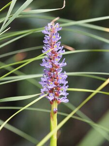 Plant violet purple