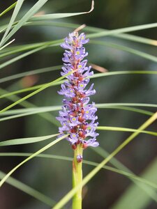 Plant violet purple photo