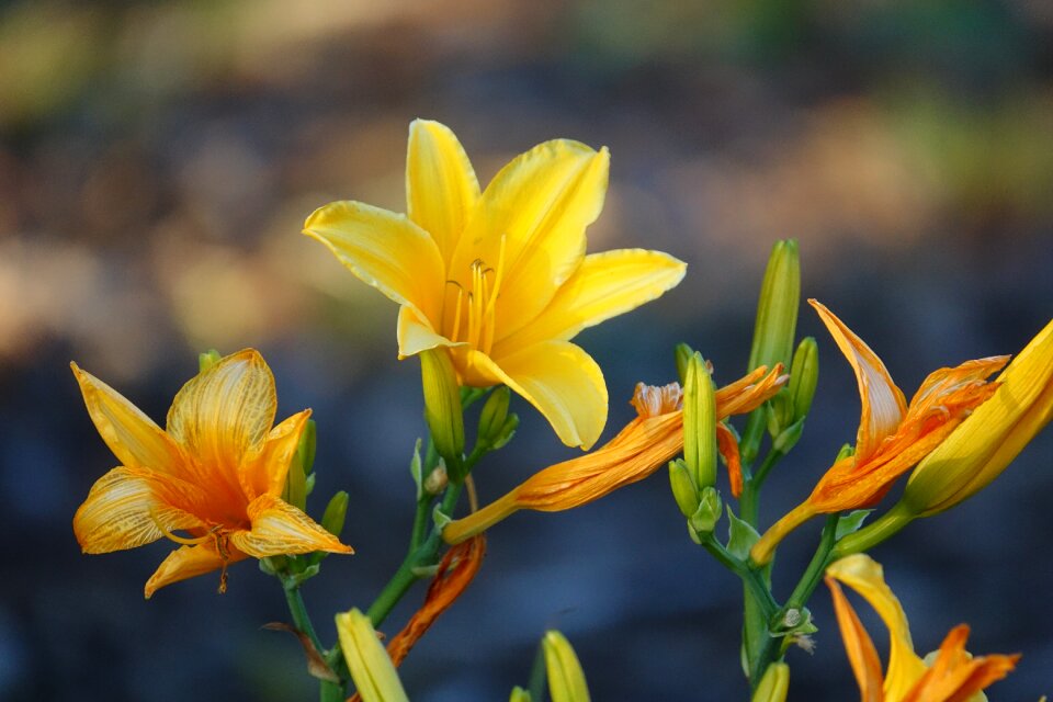 Garden plant flora