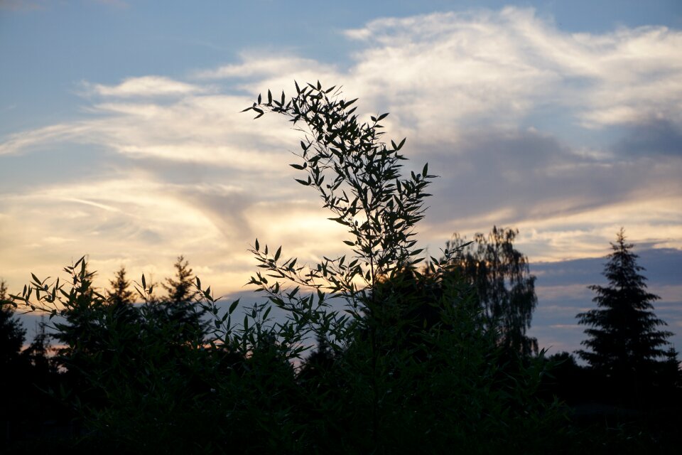 Silhouette evening sky dark
