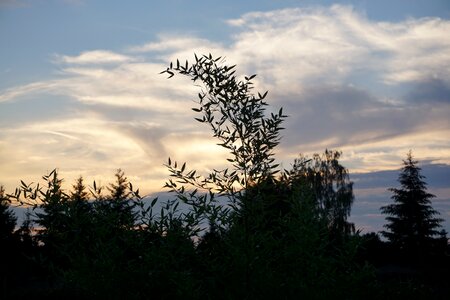 Silhouette evening sky dark photo