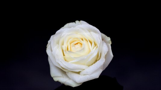 Petals dark flower