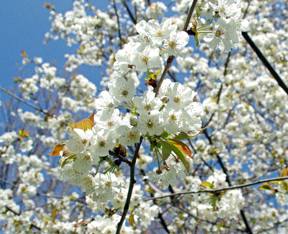 Spring blue sky flowering
