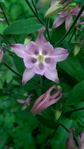 Spring symmetry violet photo